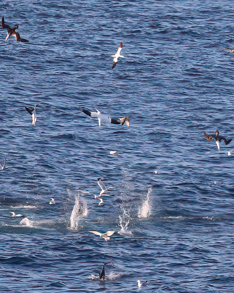gannets and common dolphin